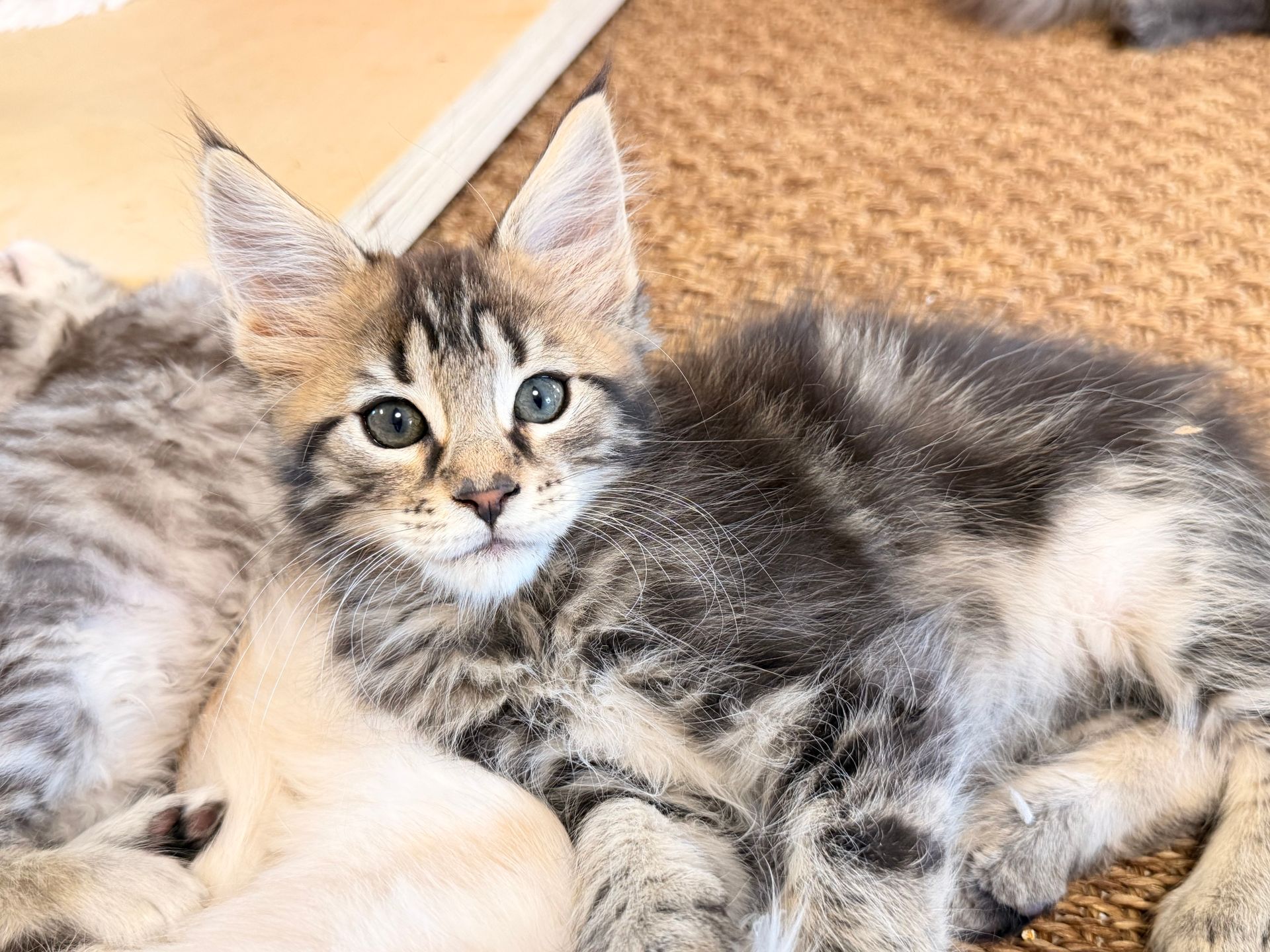 Getigertes Kätzchen mit Pinselohren liegt auf einer gewebten Matte und schaut nach vorn.