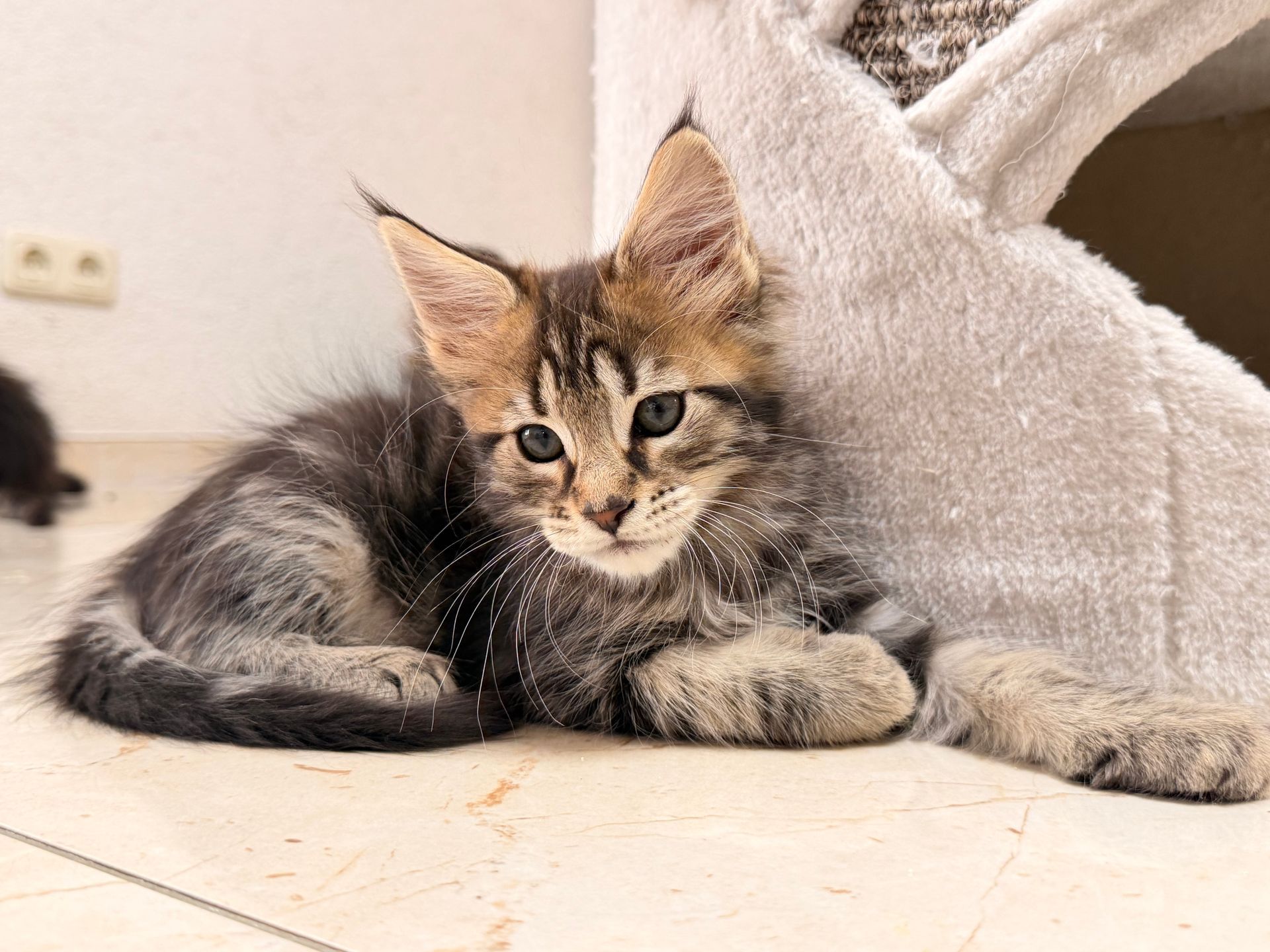 Ein getigertes Kätzchen mit Pinselohren ruht auf dem Boden neben einem Katzenbaum.