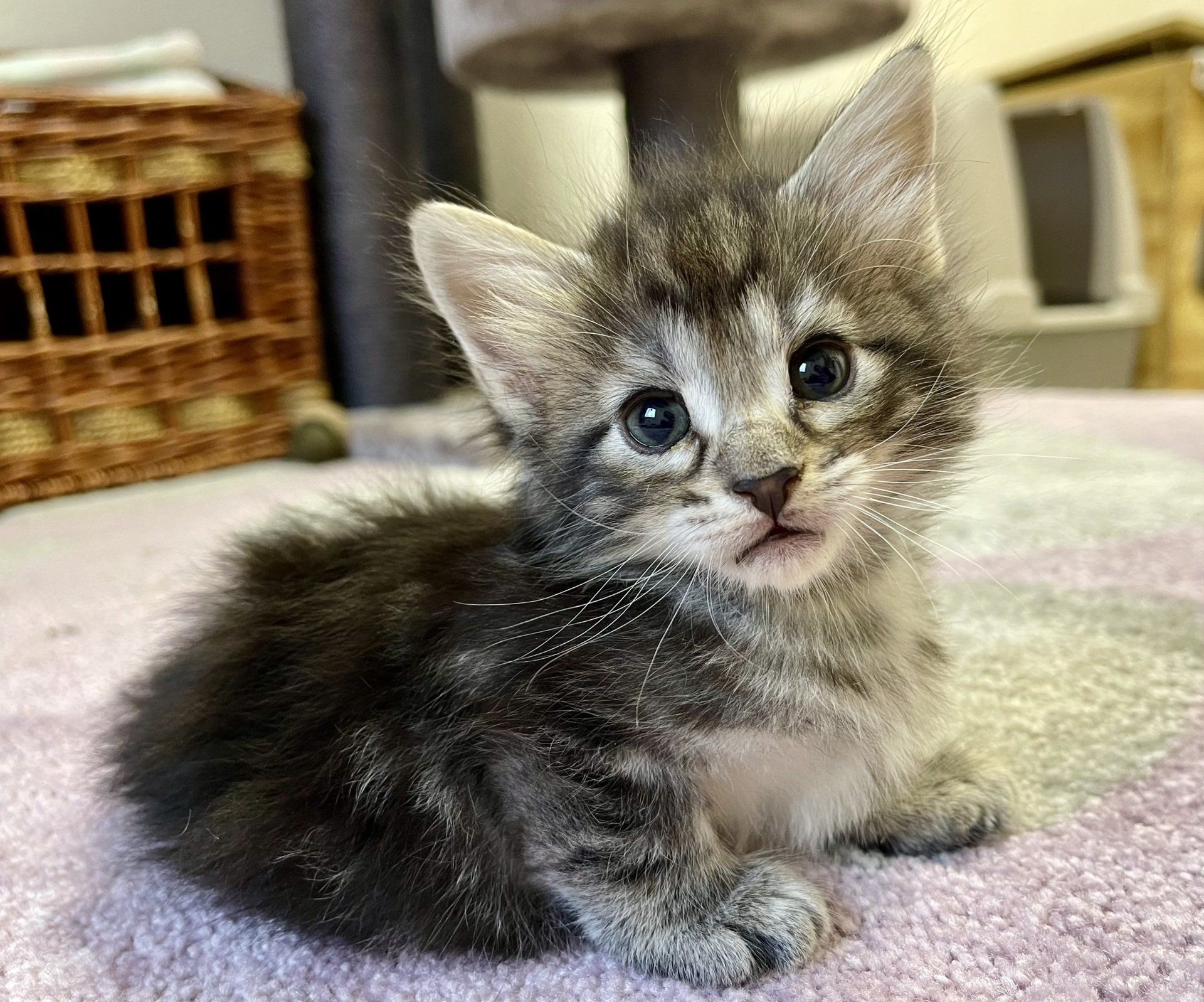Ein kleines Kätzchen sitzt auf einem Teppich und schaut in die Kamera.
