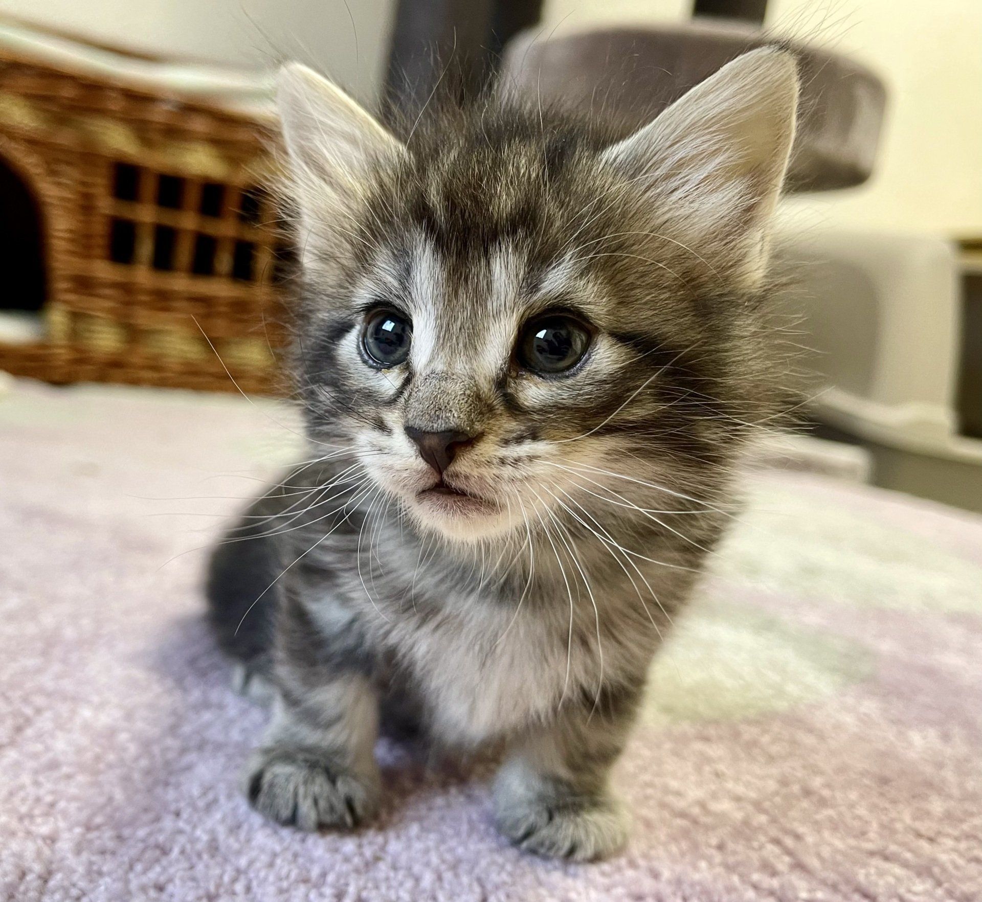 Ein kleines Kätzchen sitzt auf einer Decke und schaut in die Kamera.