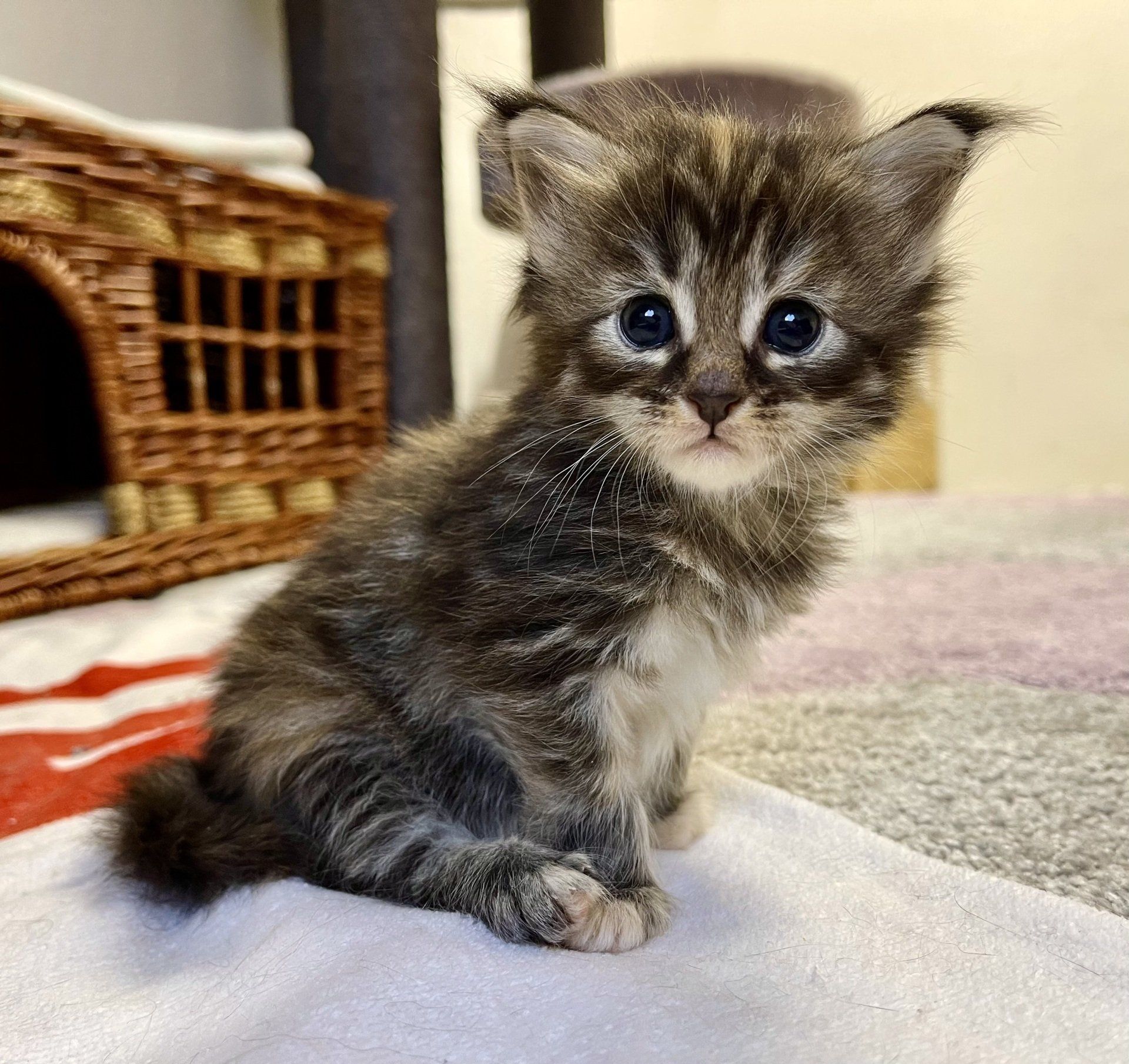 Ein Kätzchen sitzt auf einer Decke und schaut in die Kamera