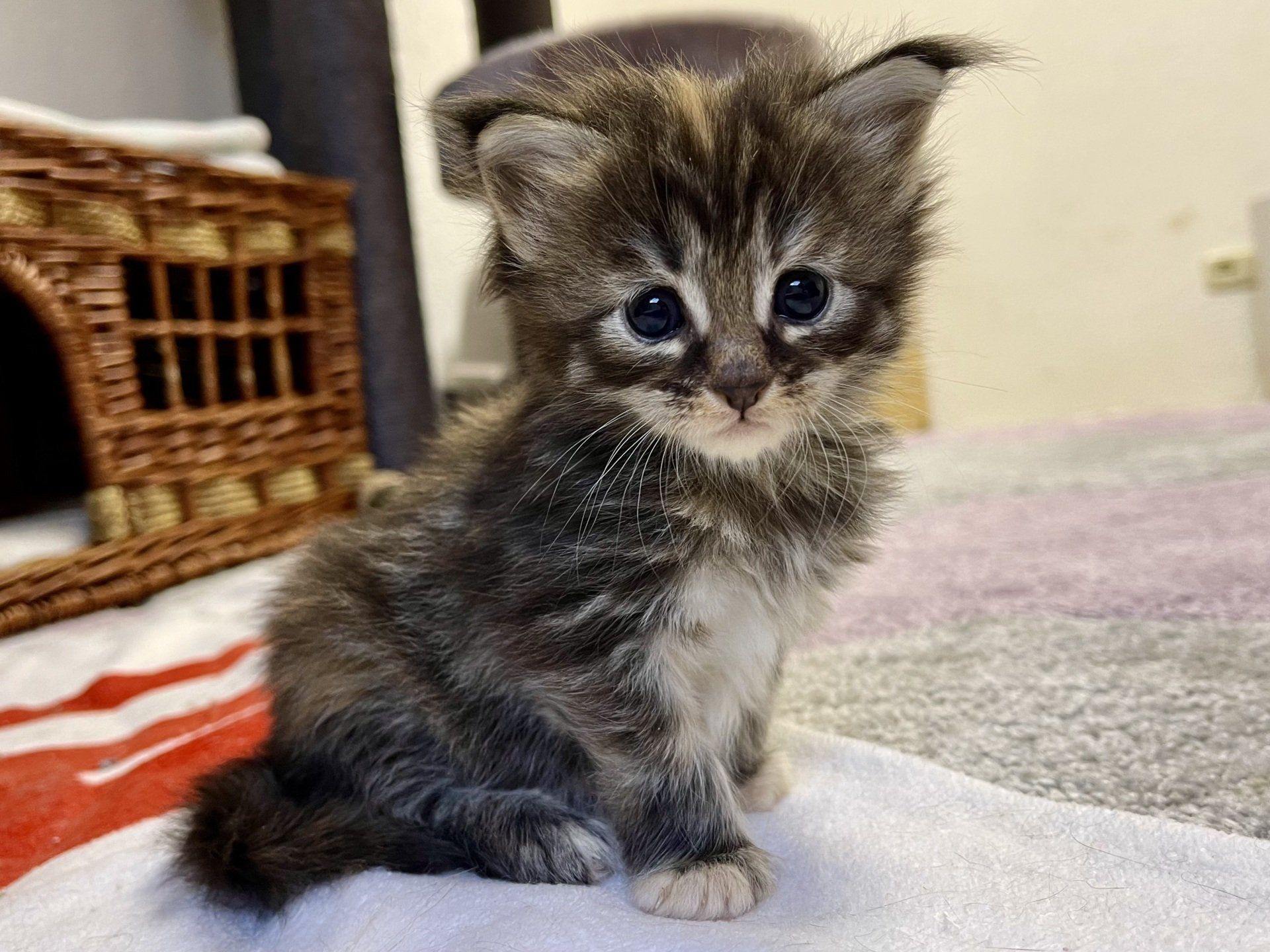 Ein kleines Kätzchen sitzt auf einer Decke auf dem Boden.