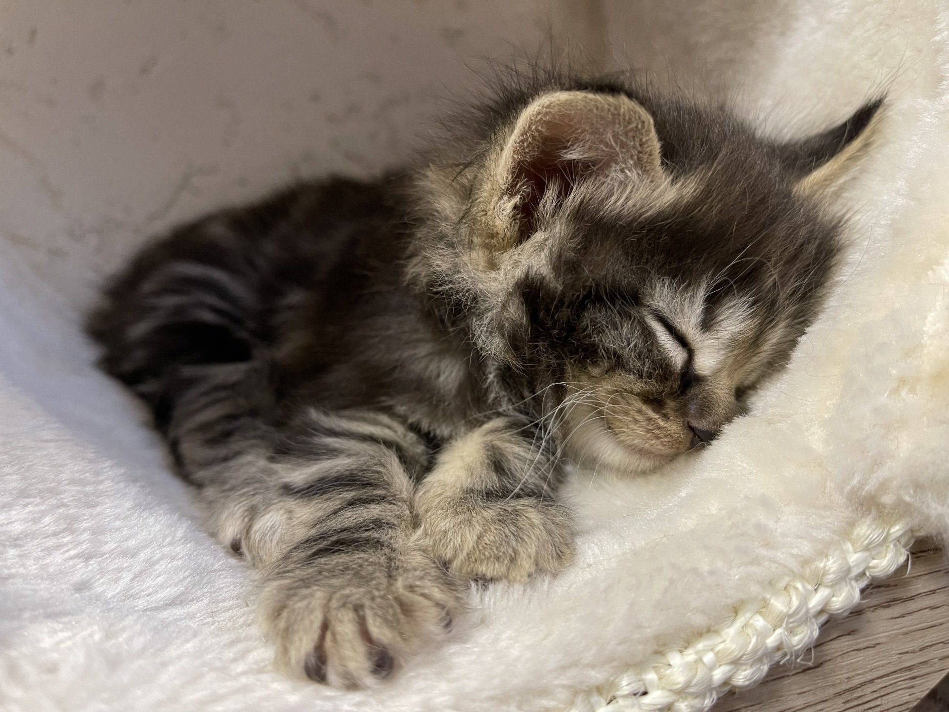 Ein kleines Kätzchen schläft auf einer weißen Decke.