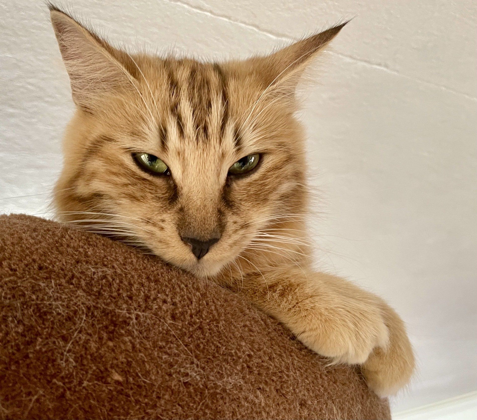 Eine Nahaufnahme einer Katze, die oben auf einem Kratzbaum liegt