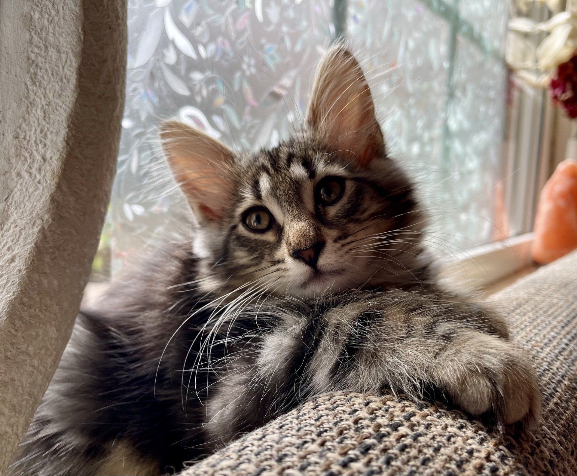 Ein Kätzchen liegt auf einem Sofa vor einem Fenster.