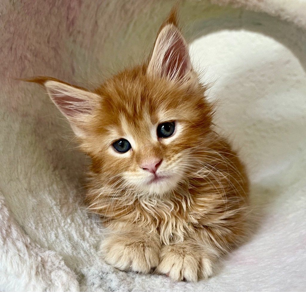 Ein kleines orangefarbenes Kätzchen liegt auf einer weißen Decke und schaut in die Kamera.