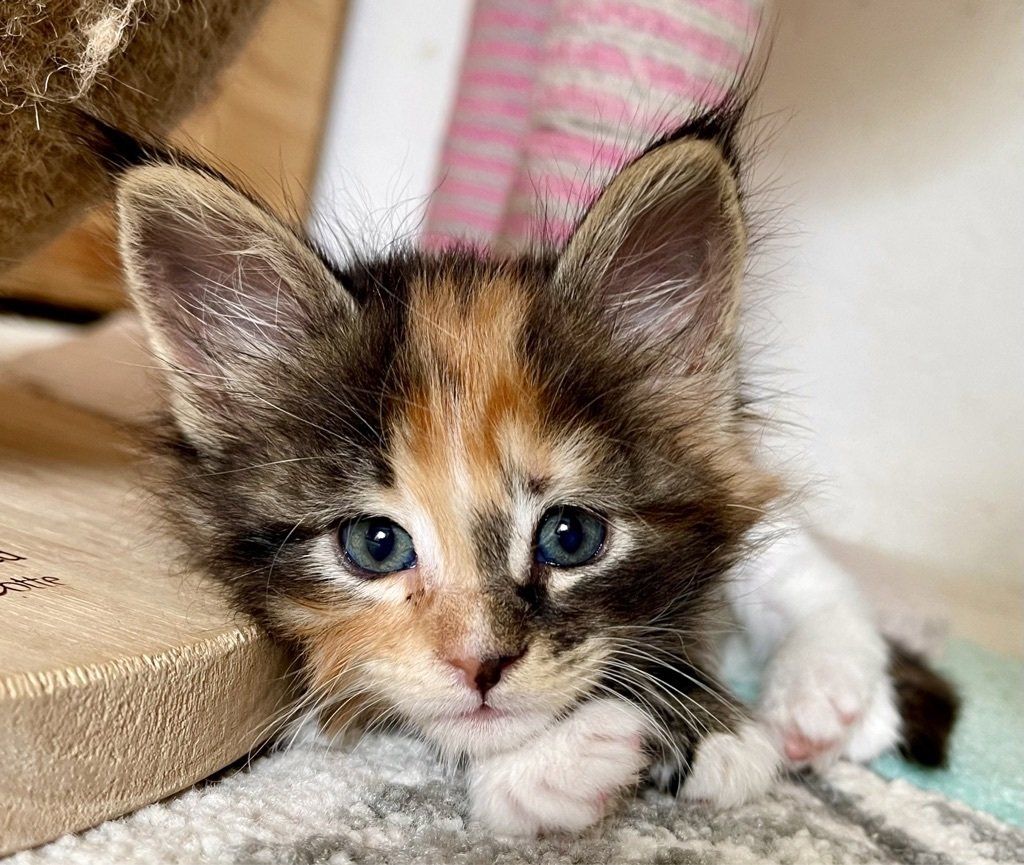 Ein dreifarbiges Kätzchen liegt auf einem Teppich und schaut in die Kamera.