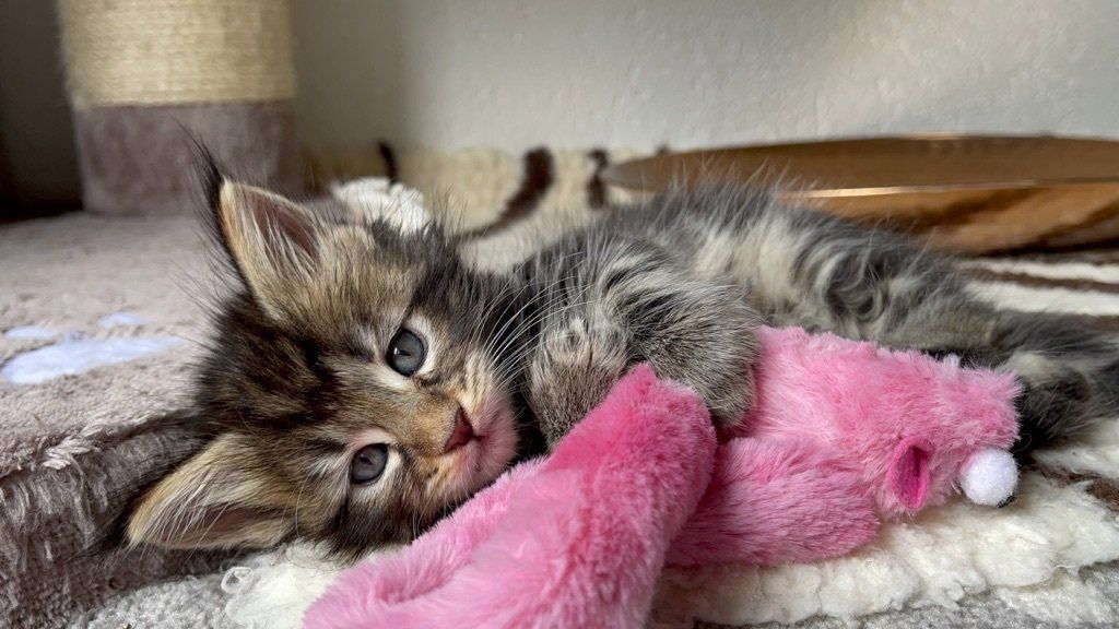 Ein Kätzchen liegt auf einer Decke neben einem rosa Spielzeug.