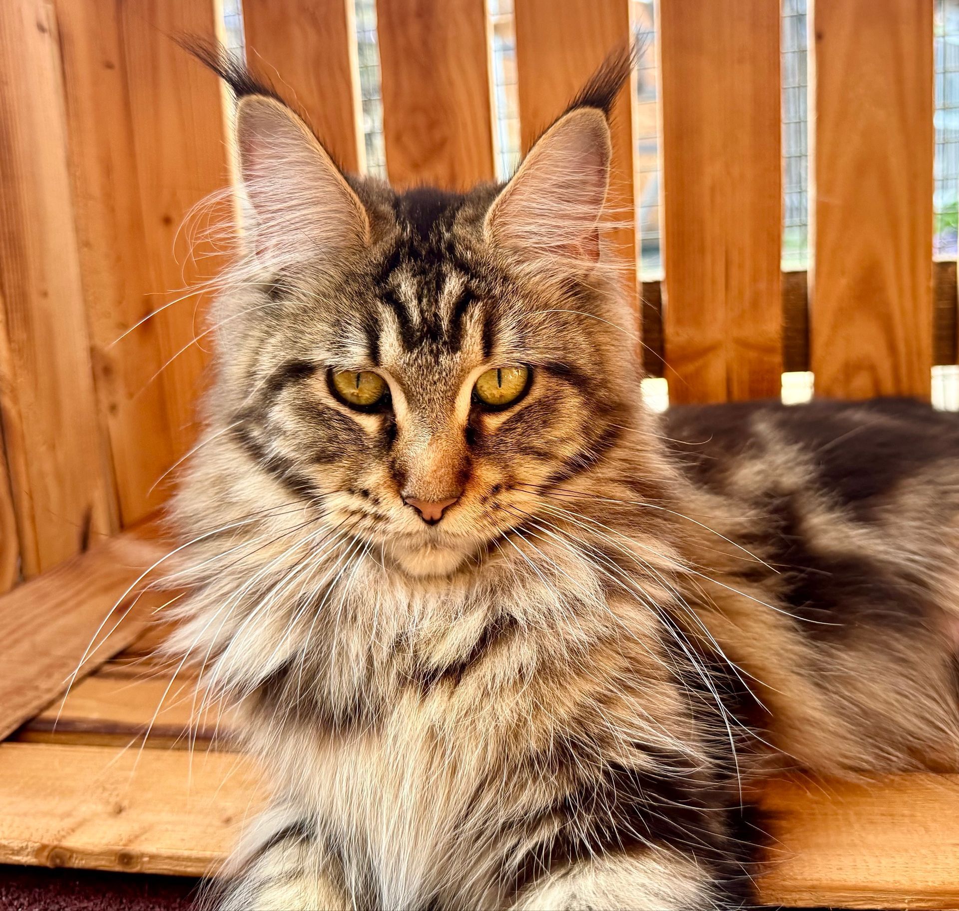 Maine Coon Allegra Glückstar aka Briget