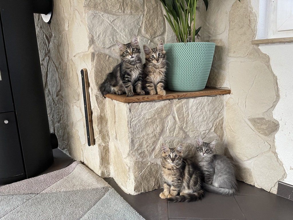 Drei Katzen sitzen auf einem Steinregal neben einer Topfpflanze.