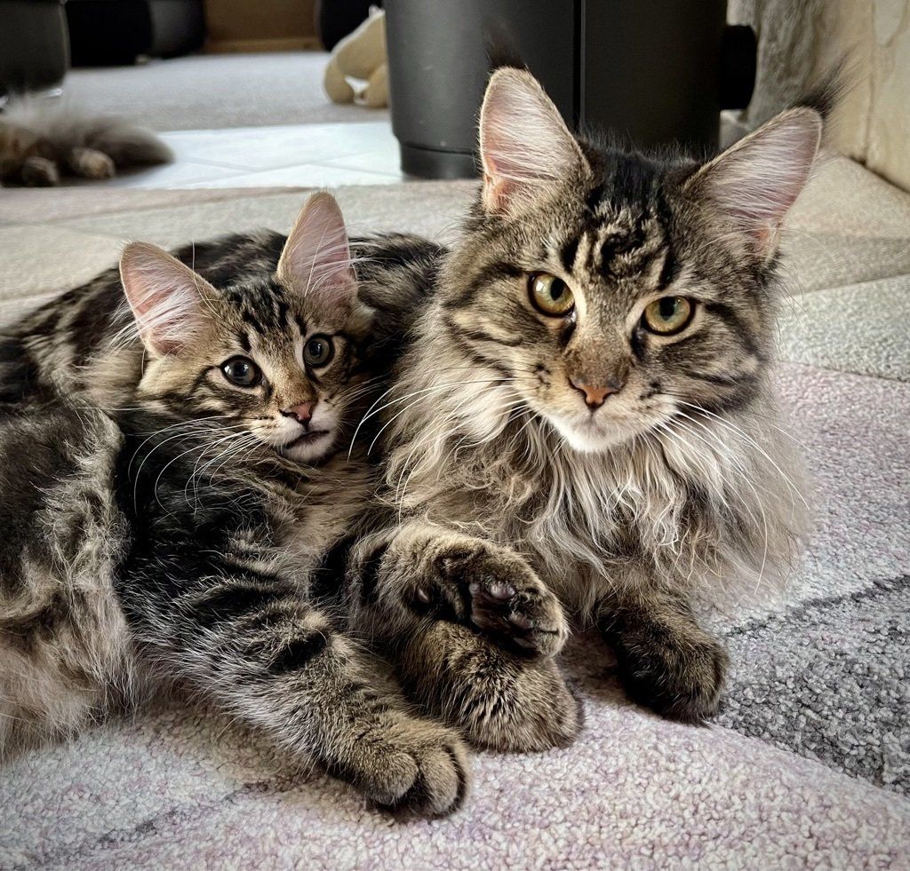 Zwei Katzen liegen nebeneinander auf einem Teppich