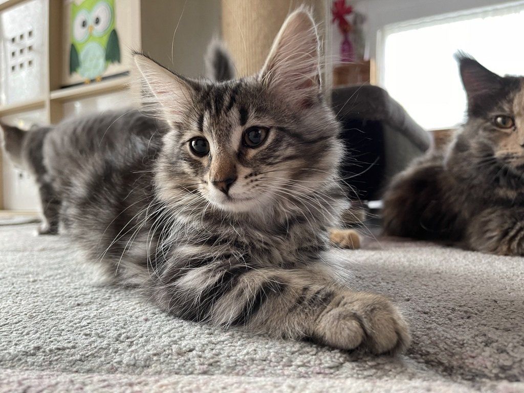 Ein Kätzchen liegt neben zwei anderen Katzen auf dem Boden.