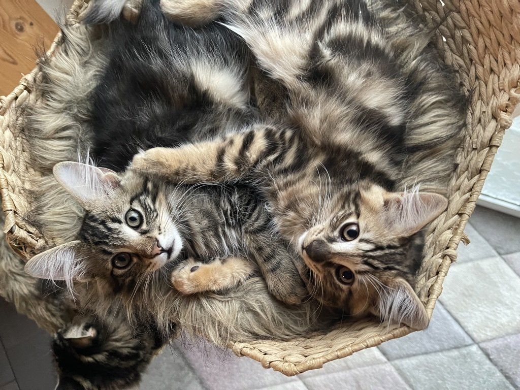 Zwei Kätzchen liegen in einem Weidenkorb.