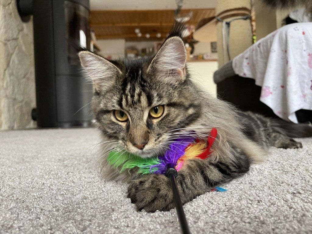 Charakter und Wesensunterschiede Norwegische Waldkatze Maine Coon / Besondere Merkmale