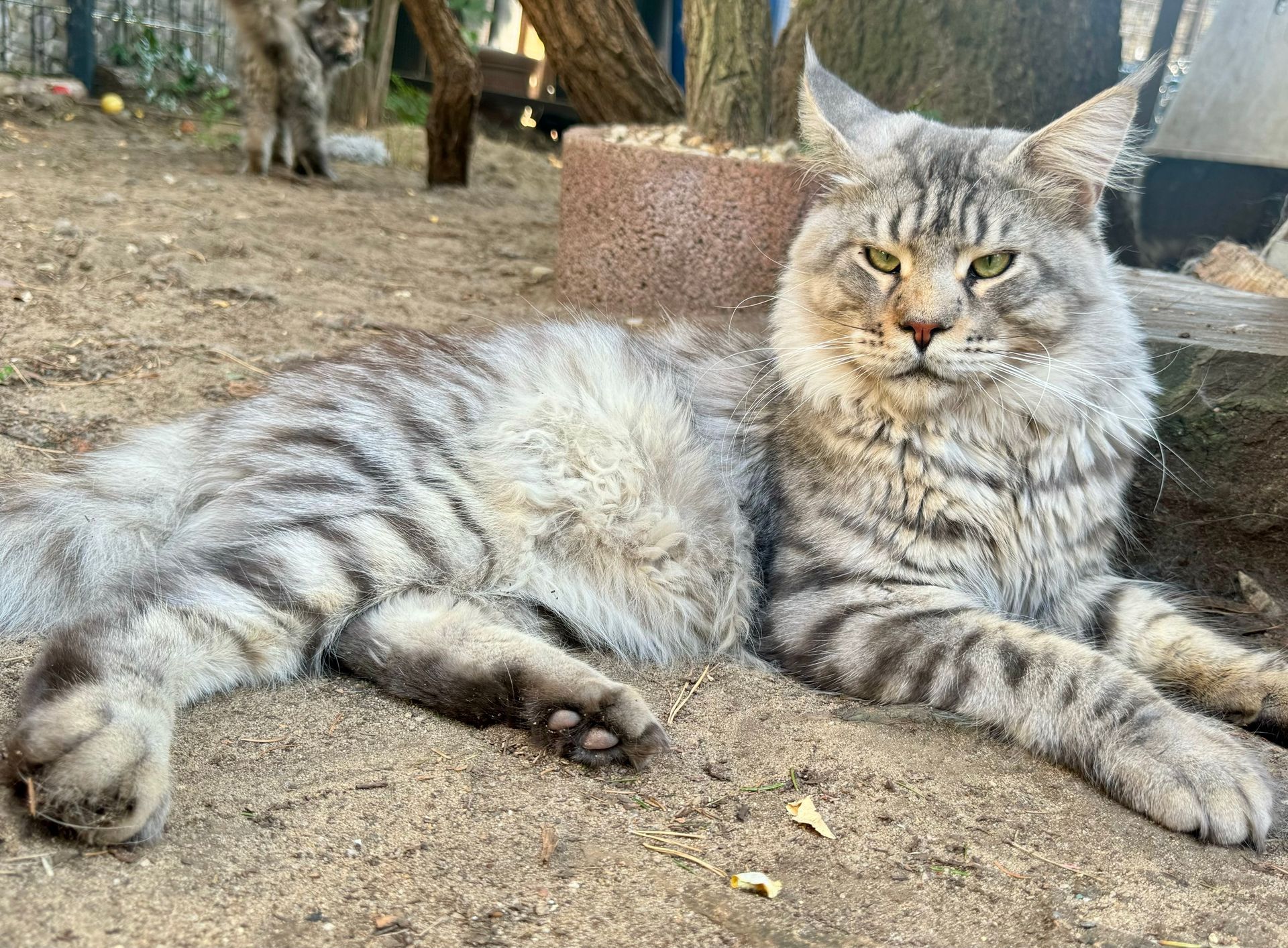 Maine Coon Allegra Glückstar aka Briget