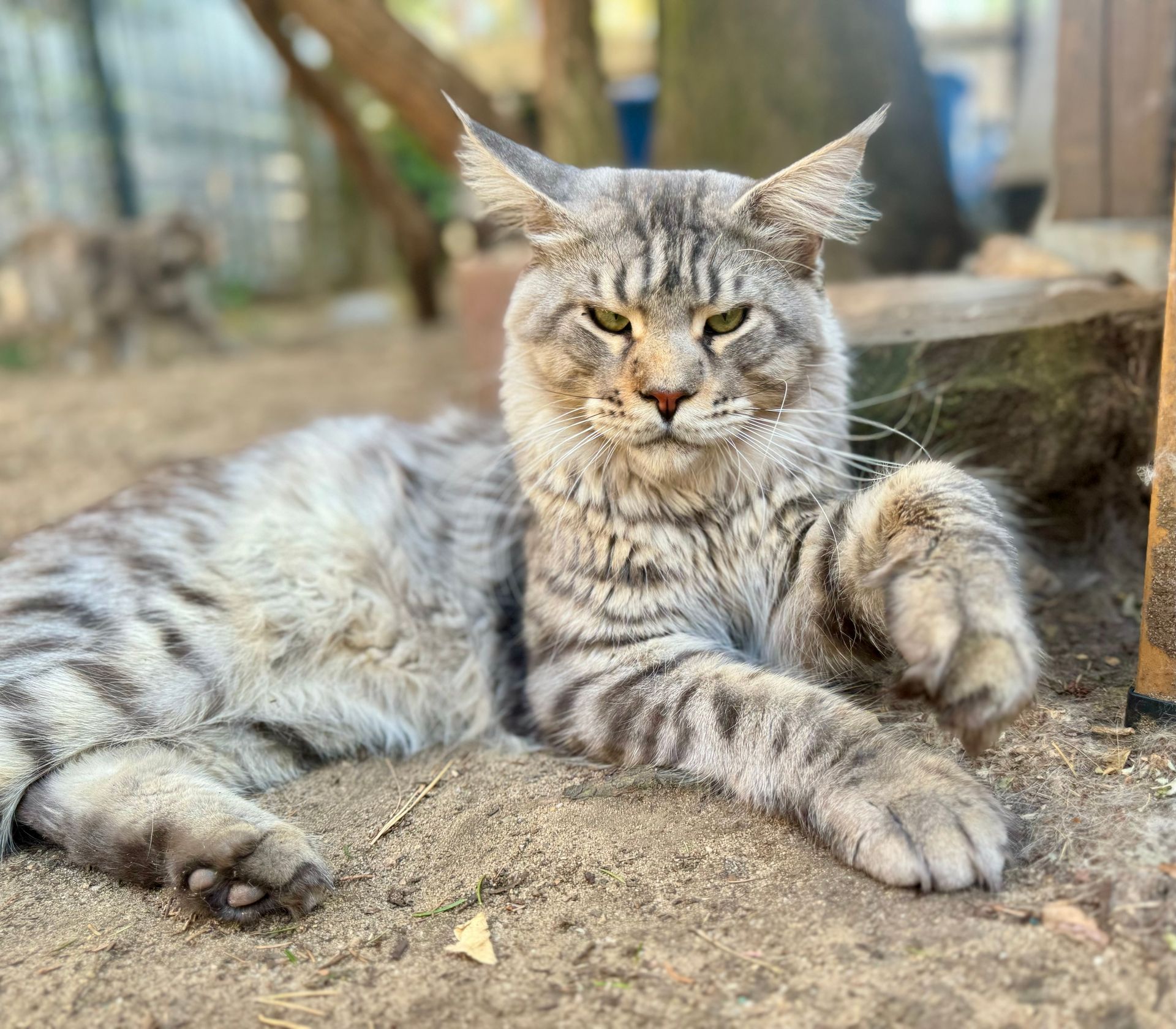 Maine Coon Allegra Glückstar aka Briget