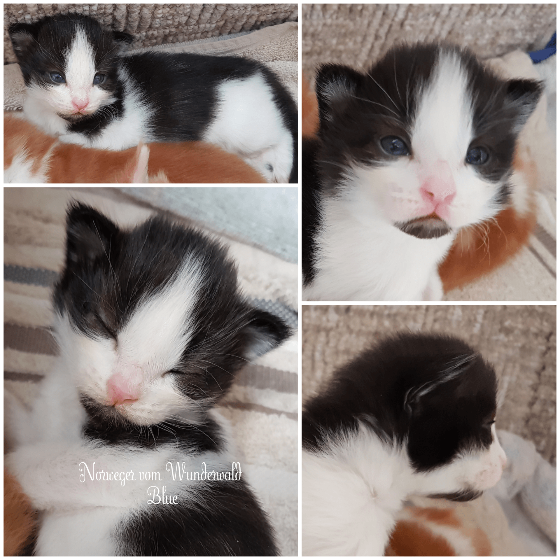 Ein schwarz-weißes Kätzchen liegt auf einer Decke