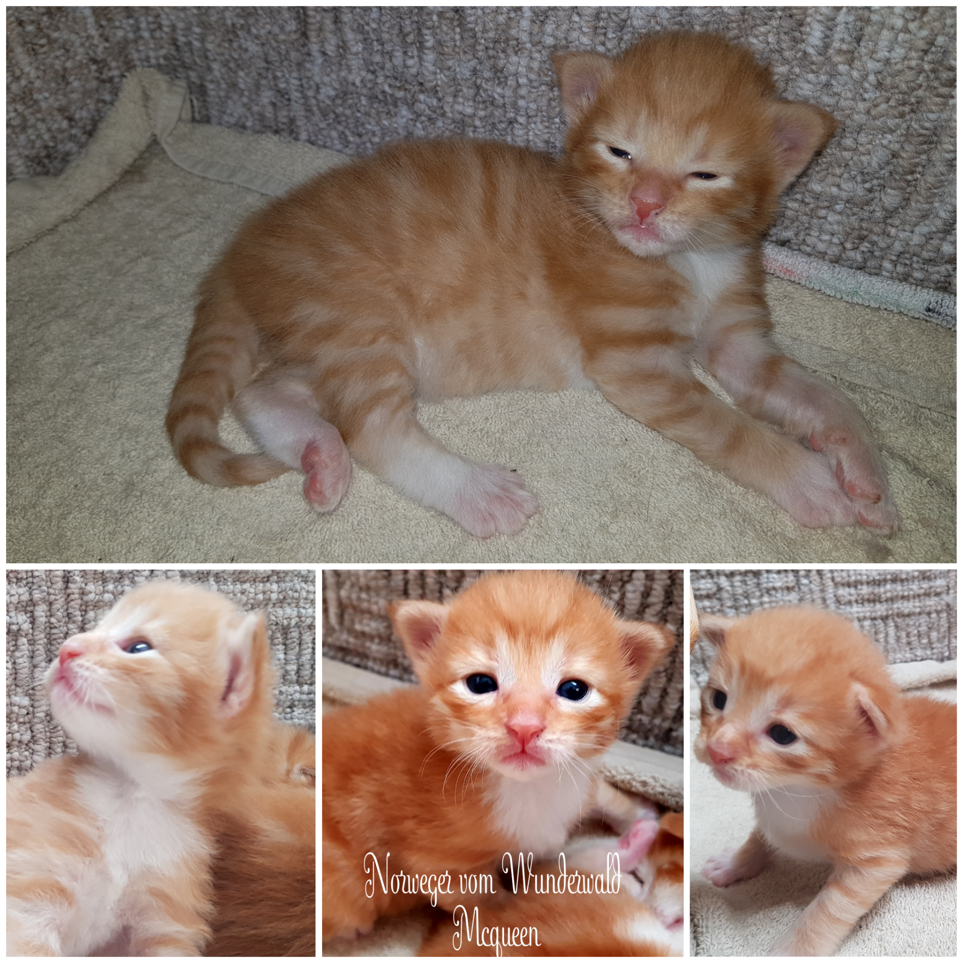 Eine Collage aus drei Bildern von Kätzchen, von denen eines Flower heißt