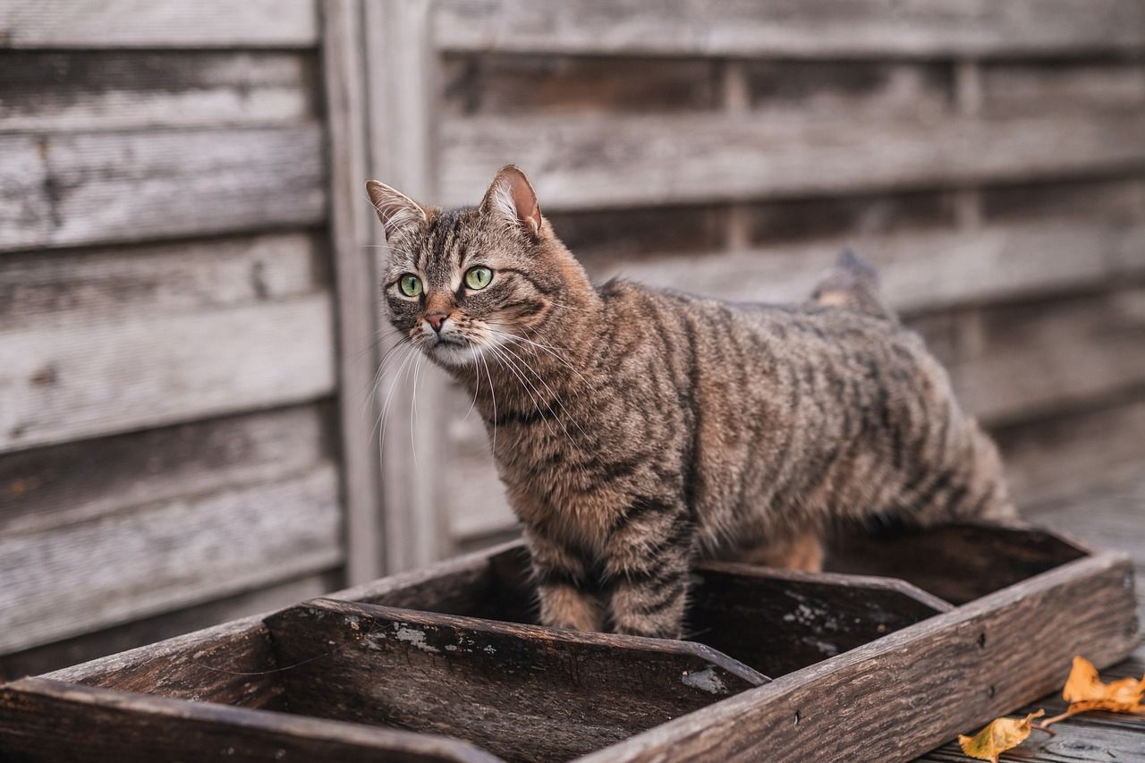 Artgerechte Ernährung Katzen