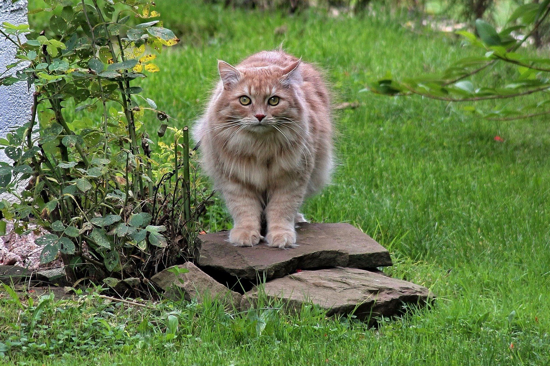 Sibirische Waldkatze