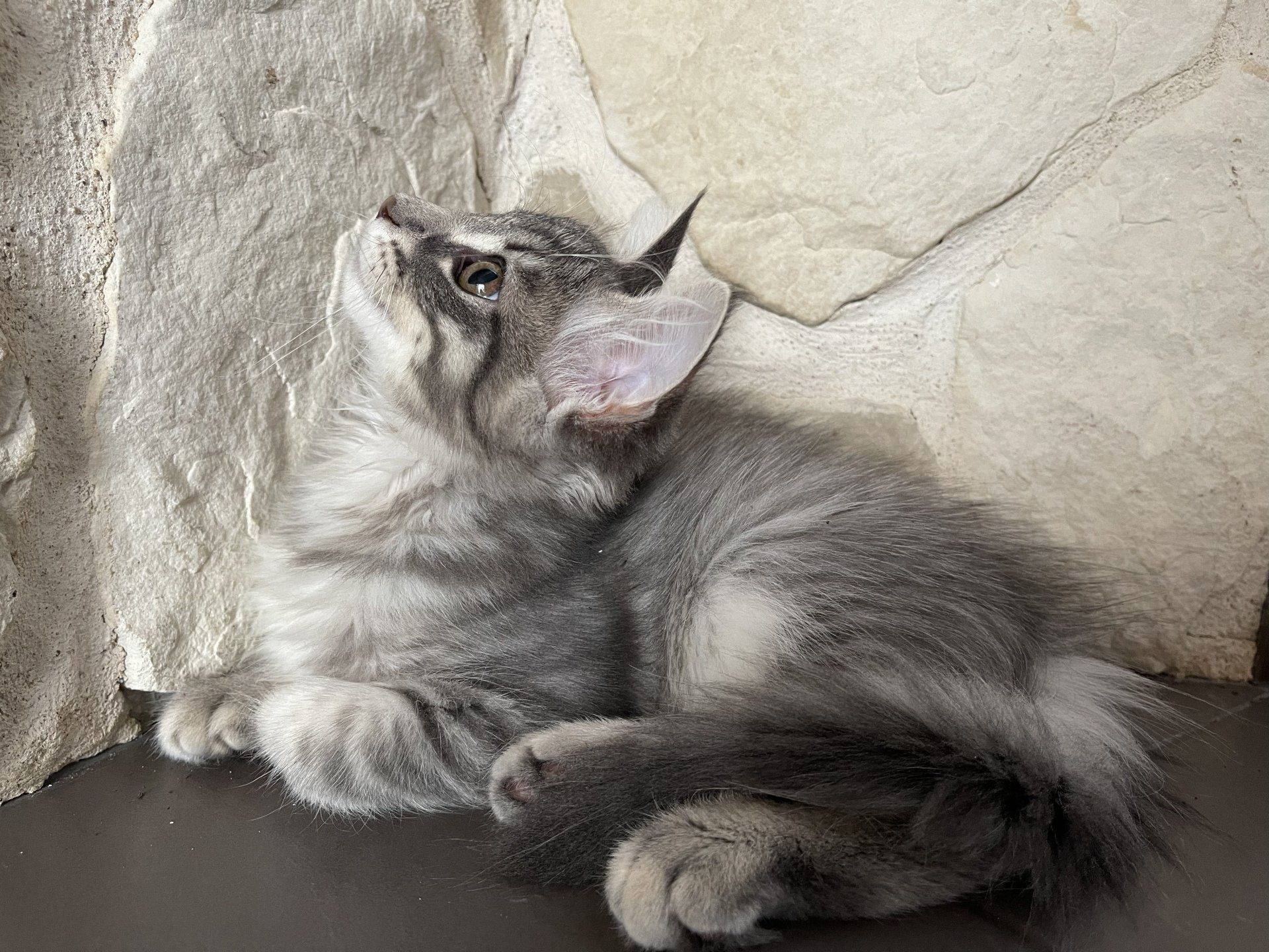 Ein grau-weißes Kätzchen liegt auf dem Boden und schaut nach oben.