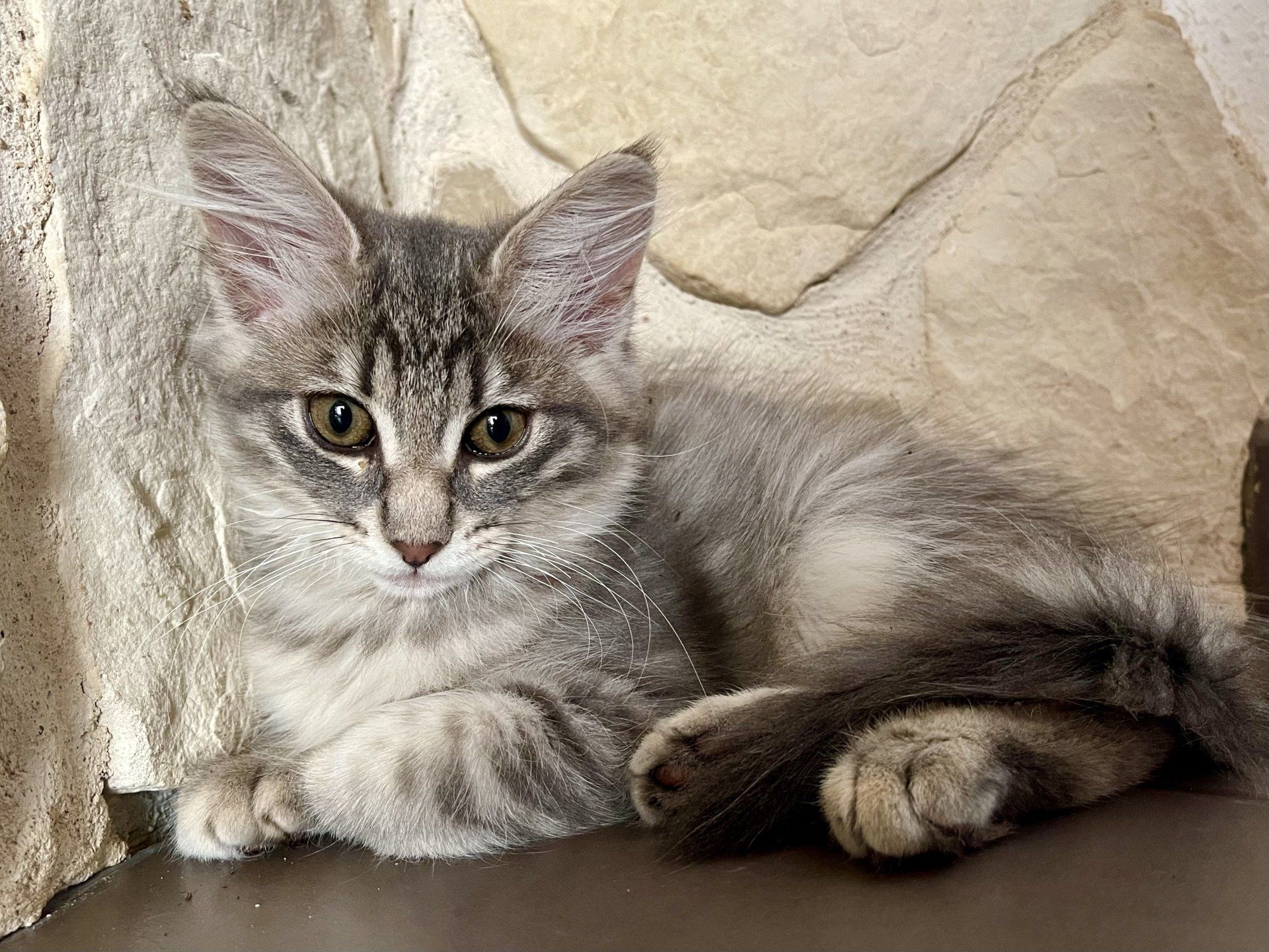 Ein Kätzchen liegt auf dem Rücken auf einem Sofa und schaut in die Kamera.
