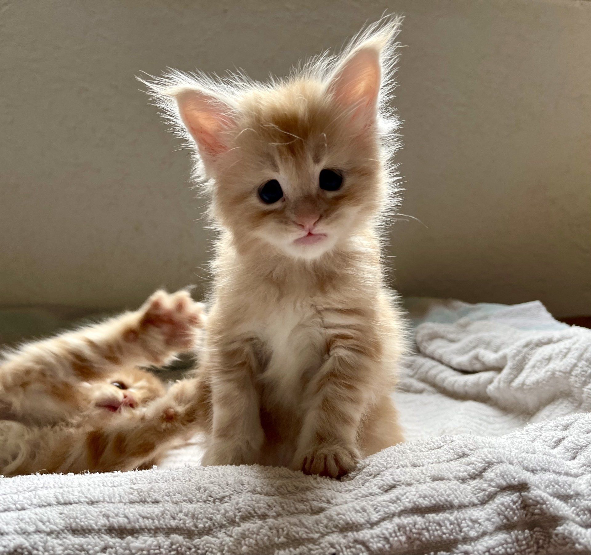 Zwei Kätzchen liegen auf einem Bett und eines schaut in die Kamera