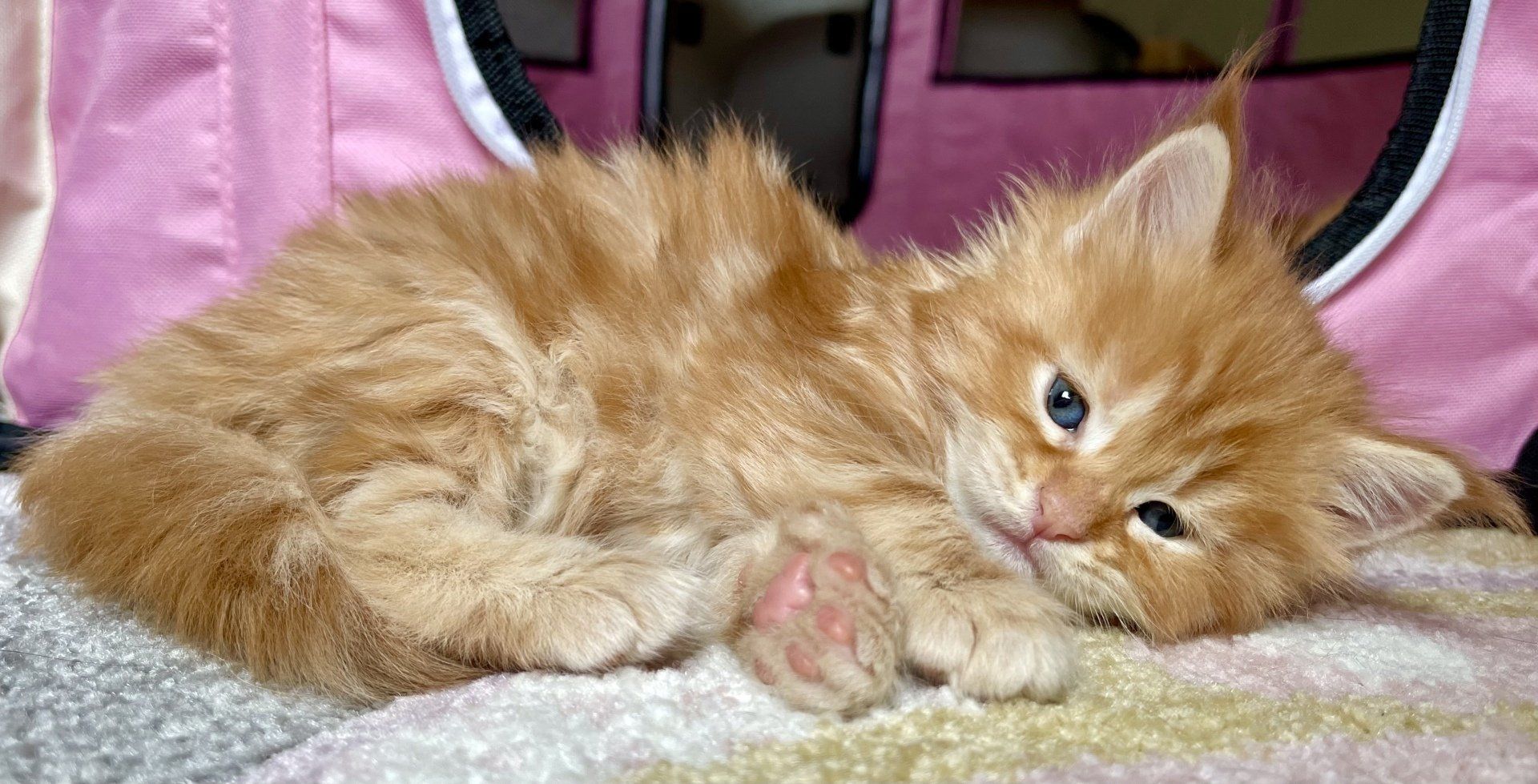 Ein Kätzchen liegt auf einer Decke neben einer rosa Tasche.