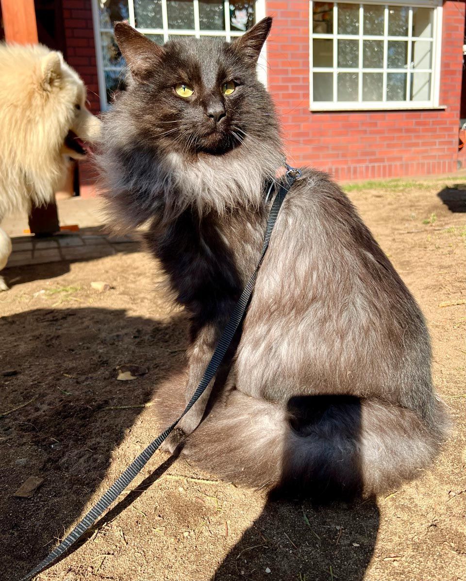 Norwegische Waldkatze Luzifer von den Ohrenwiese