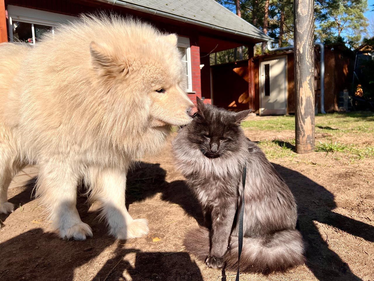 Norwegische Waldkatze Luzifer von den Ohrenwiese