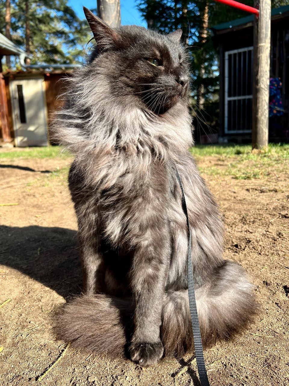 Norwegische Waldkatze Luzifer von den Ohrenwiese