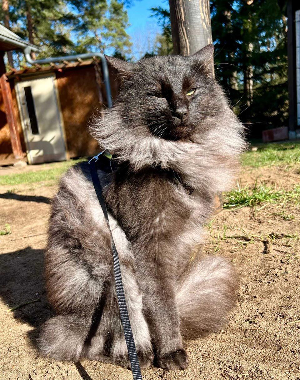 Norwegische Waldkatze Luzifer von den Ohrenwiese