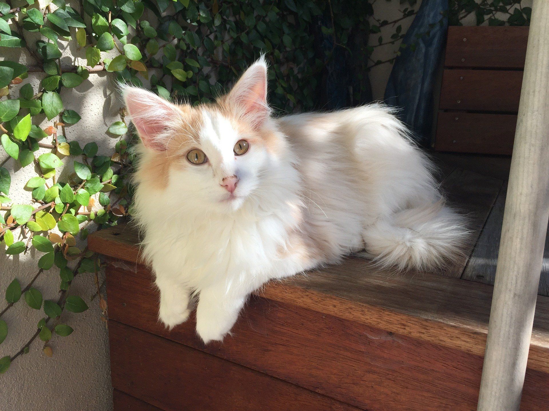 Norwegische Waldkatze