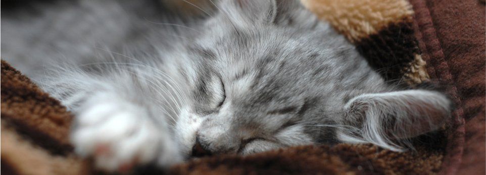 Nahansicht von grauer Katze zwischen Decke