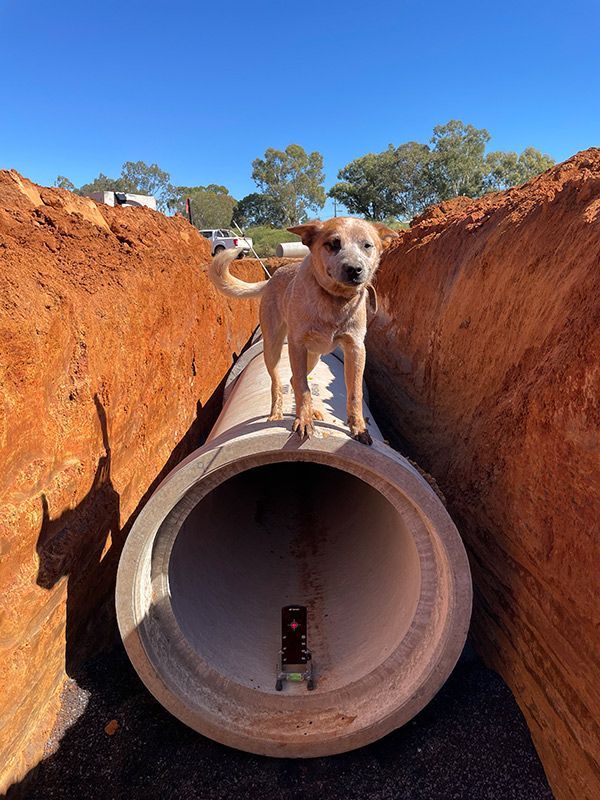 A Dog Is Standing on Top of A Large Pipe in A Trench — BJB Plumbing & Gasfitting in Parkes, NSW