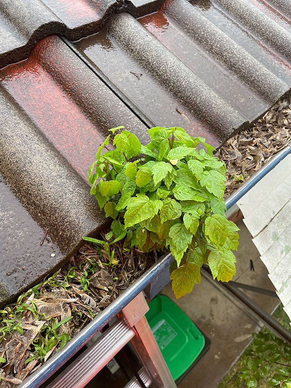 A Plant Is Growing Out Of A Gutter On A Roof — BJB Plumbing & Gasfitting in Dubbo, NSW