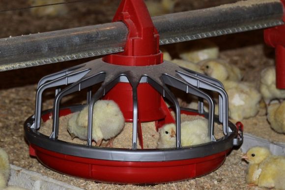 Chicken Feeders - Choudrant, LA - Borders Poultry of Louisiana LLC