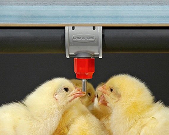 Nipple Drinking System — Choudrant, LA — Poultry Farm Equipment