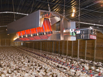 QuadRadiant® Heaters — Choudrant, LA — Poultry Farm Equipment