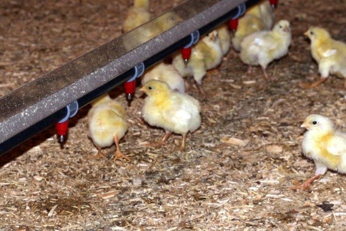Chicks — Choudrant, LA — Poultry Farm Equipment