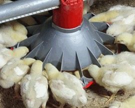 Broiler Feeder — Choudrant, LA — Poultry Farm Equipment