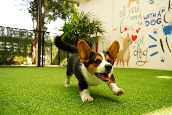 artificial grass for pets cypress, ca