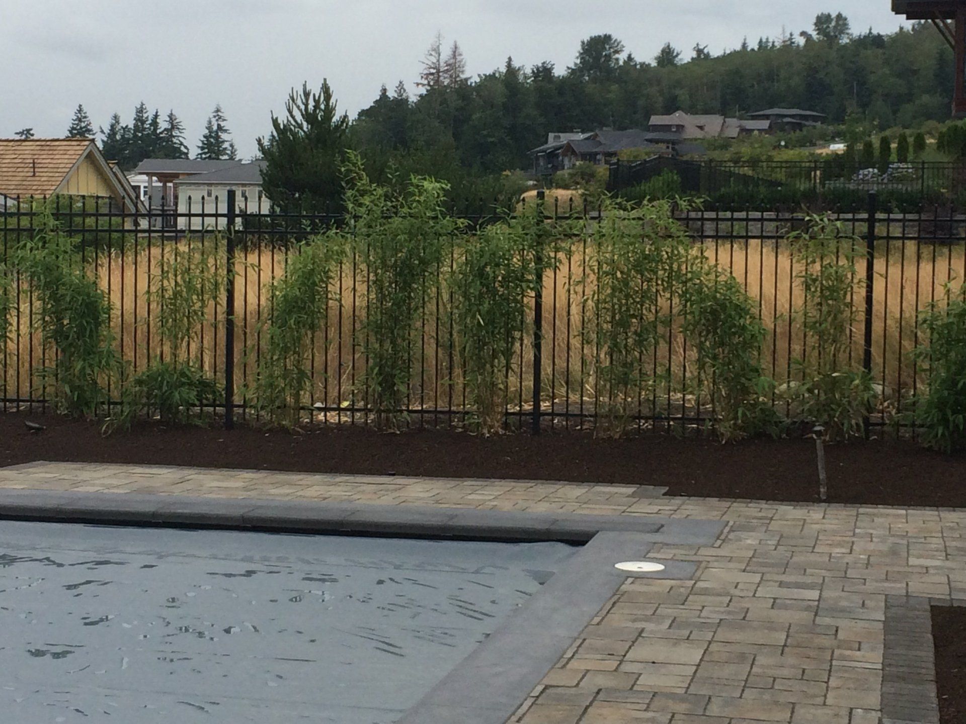 Black fence with overgrown greenery, behind a pool with a brown brick patio.