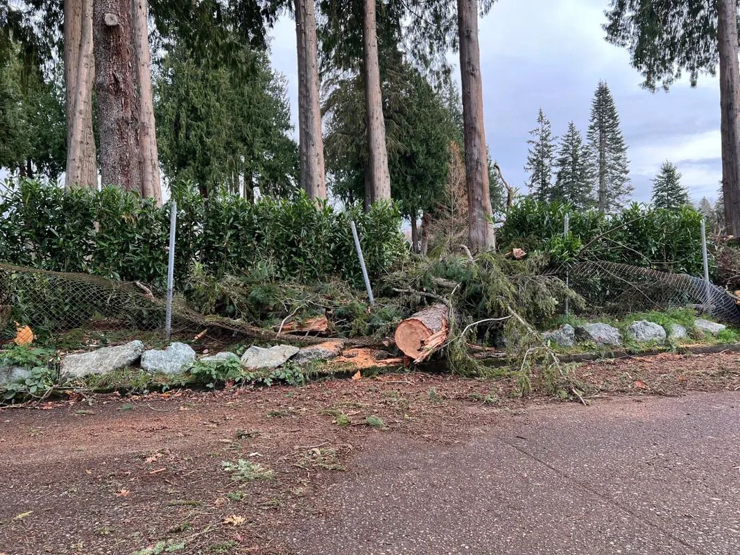 Logs and tree branches on ground in front of hedge and tall trees, cloudy sky.