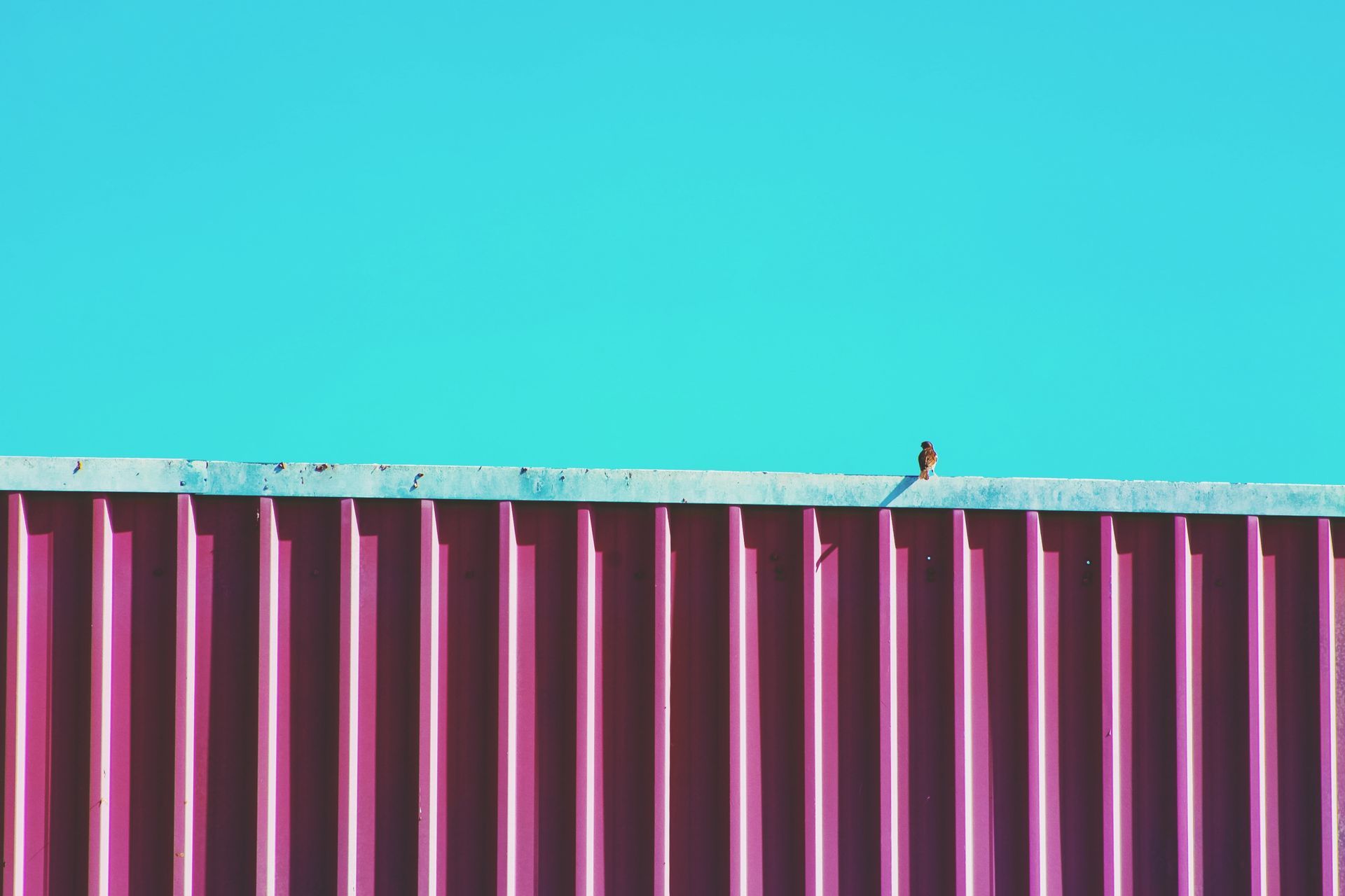 A pink fence with a blue sky in the background.