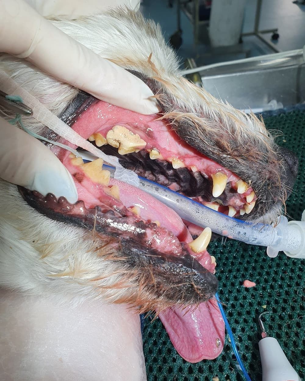 Dog's Mouth Open — Marlin Coast Veterinary Hospital in Trinity Beach, QLD