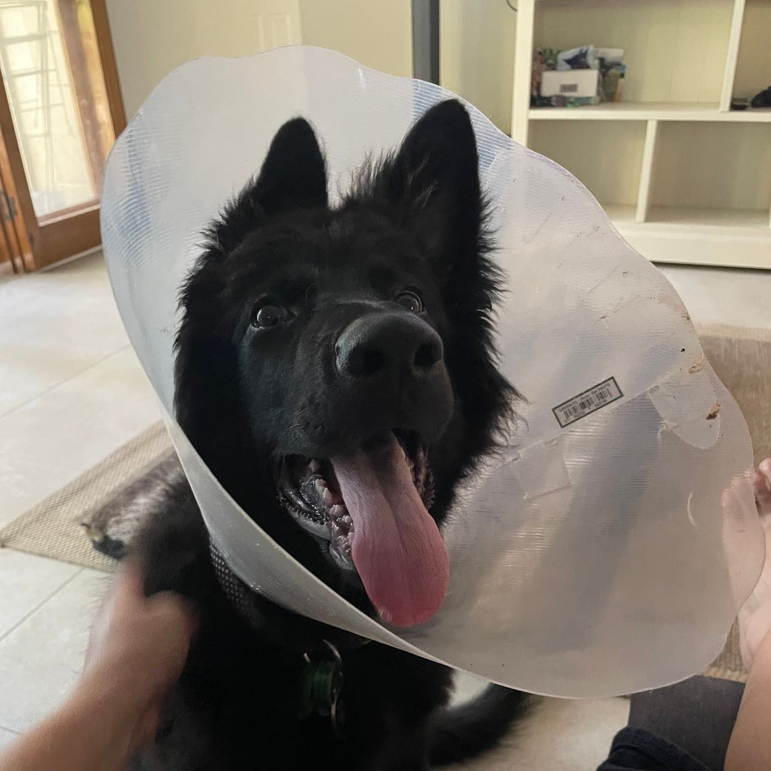 Black Dog Wearing a Cone, Panting With Its Tongue Out — Marlin Coast Veterinary Hospital in Trinity Beach, QLD