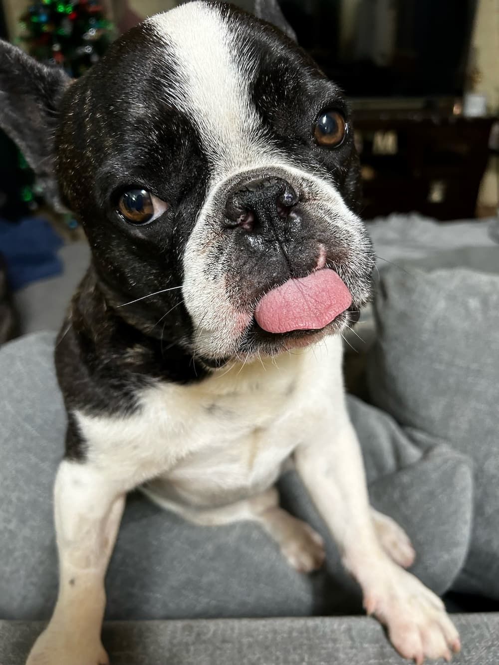 Boston Terrier With Black and White Fur — Marlin Coast Veterinary Hospital in Trinity Beach, QLD