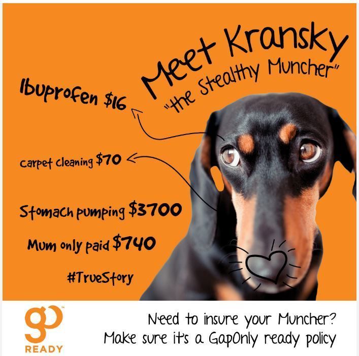 Dog With Text — Marlin Coast Veterinary Hospital in Trinity Beach, QLD