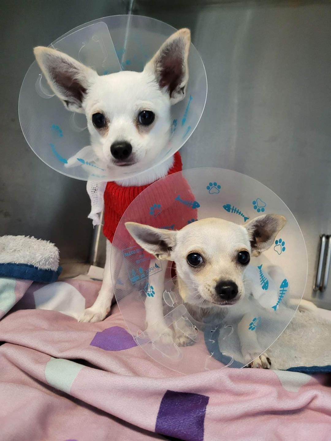 Two Small White Dogs Wearing Cones Sit Side by Side — Marlin Coast Veterinary Hospital in Trinity Beach, QLD